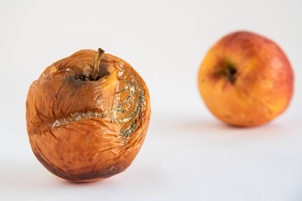 istock Rotten apple with mold on a white background 1250709227