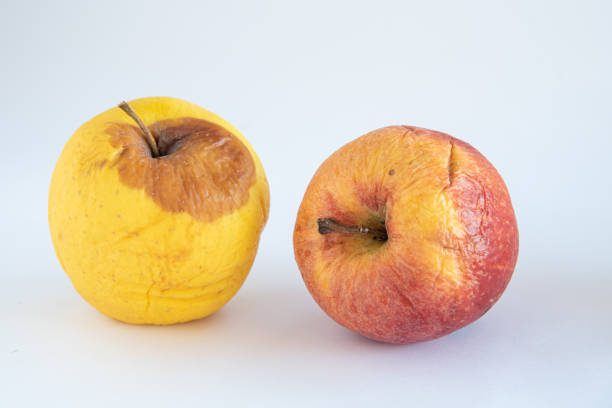 istock Yellow dry rotten apple against a whit background 1250709231