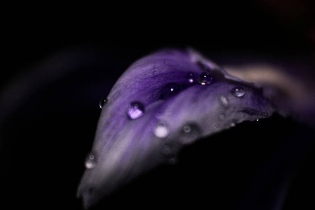 istock Purple Flower Petal 1250709476