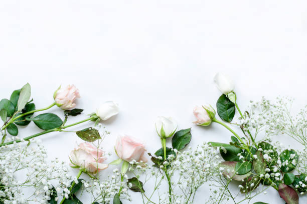 istock pink rose and wedding rings over white background 1250709528