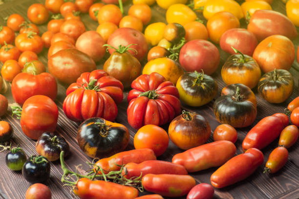 istock Organic industry and eco farming. Assorted tomatoes  background 1250709605