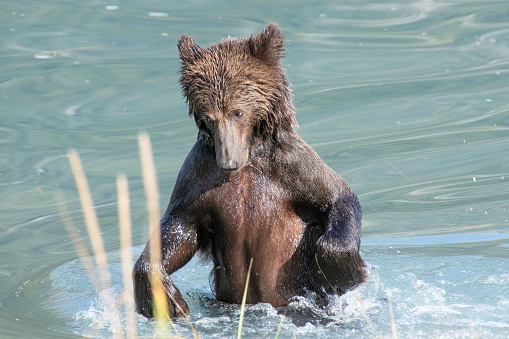 Brown bear shakes off water