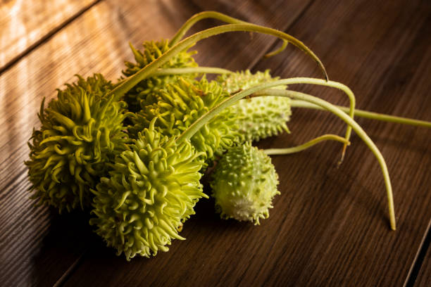 istock Brazilian gherkin, Maxixe, lit on a table. 1250710935