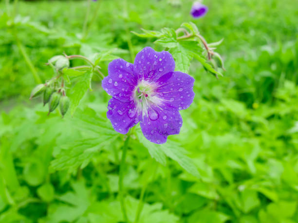 istock raindrops on a blooming flower of a forest geranium 1250711661