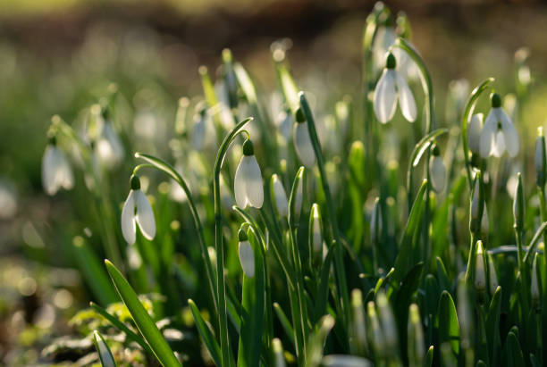istock Close up of snowdrops in Spring 1250711824
