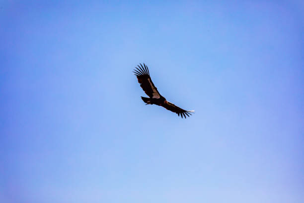 istock A Turkey Vulture Takes Flight 1 1250711938