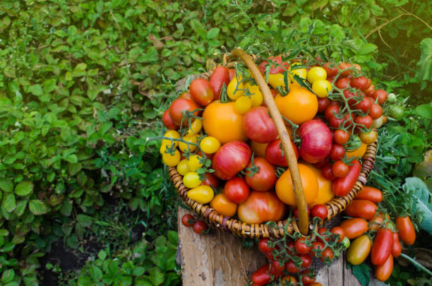 istock Ripe tomatoes in a basket on rustic wooden background 1250712265
