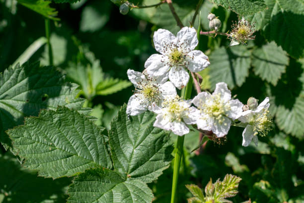 istock Bramble in Pembury, England 1250713586