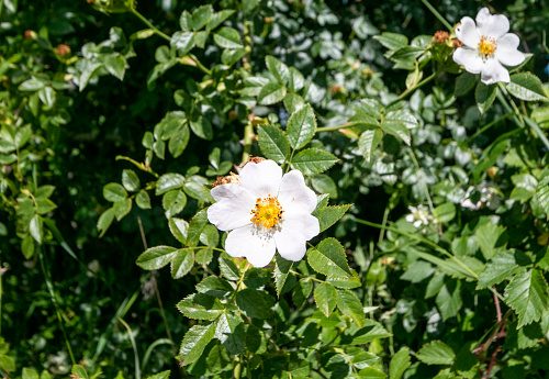Wild rose in Royal Botanical Garden, Madrid.