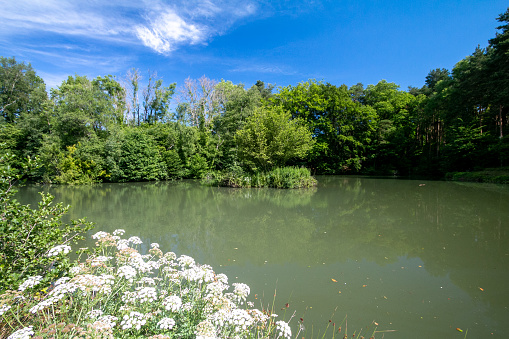 A small fishing reservoir on a public path in Pembury in Kent, England. Cow parsley is in the foreground.