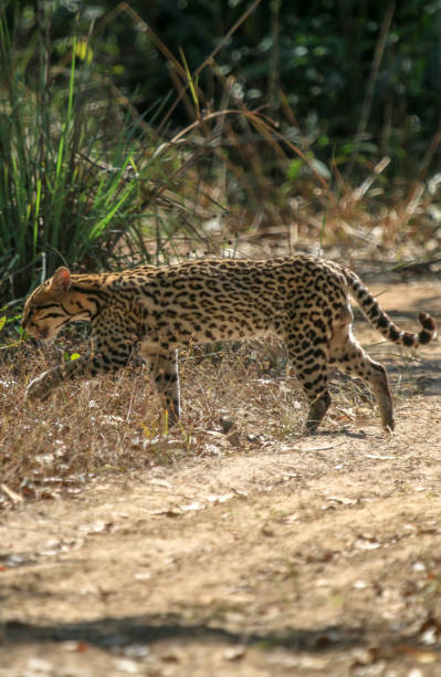 istock Ocelot in Pantanal Wetlands, Brazil 1250714344