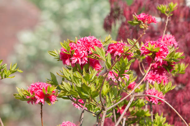 istock Homebush Azalea in Eynsford, England 1250714547