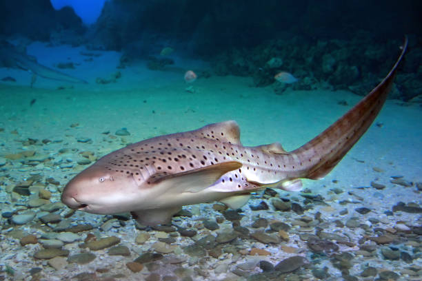 istock Leopard /Zebra Shark (Stegostoma fasciatum) swimming in sea water 1250714634