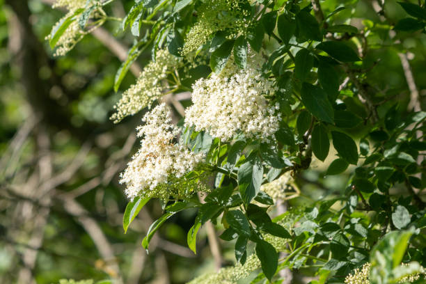 Sambucus Nigra in Eynsford, England, commonly known as elder or elderberry