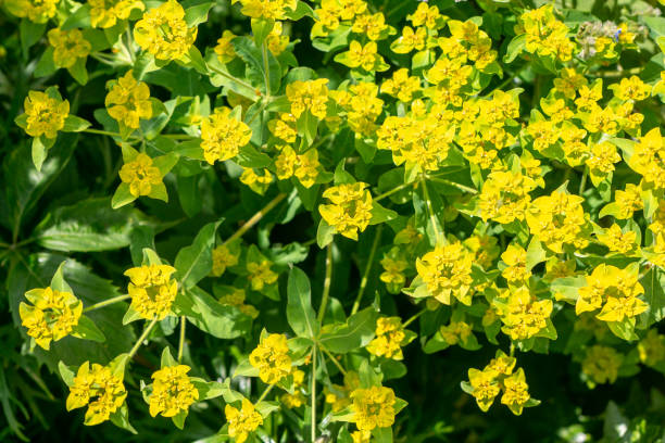 istock Marsh Spurge Euphorbia in Eynsford, England 1250714689