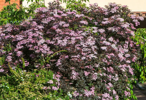 Sambucus Nigra Black Lace in Eynsford, England Sambucus Nigra Black Lace in Eynsford, England sambucus nigra stock pictures, royalty-free photos & images
