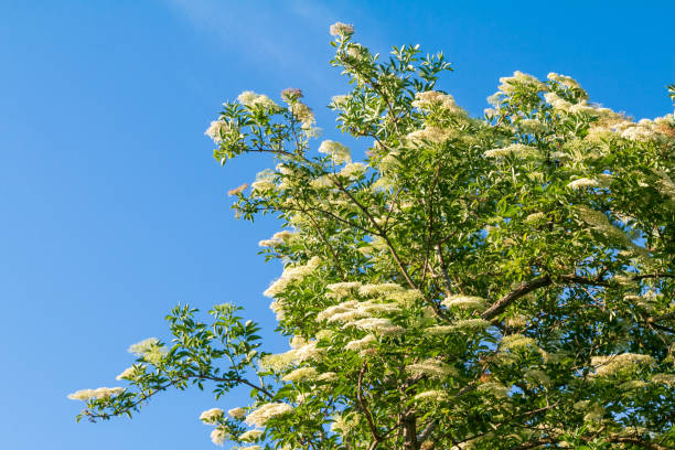 Sambucus Nigra in Eynsford, England, commonly known as elder or elderberry