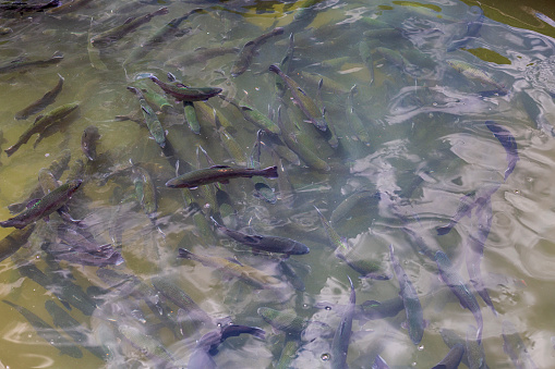 A high angle shot of dead fishes floating on a lakeshore