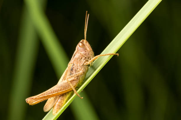 Brown grasshopper on a green leaf of grass. Macro photo. stock photo