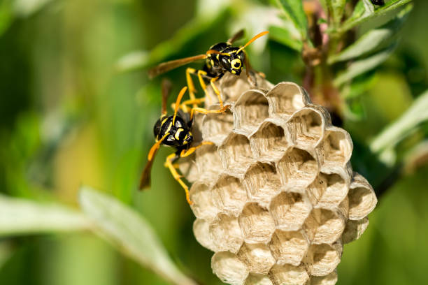 Two paper wasps at the nest. Close-up. stock photo