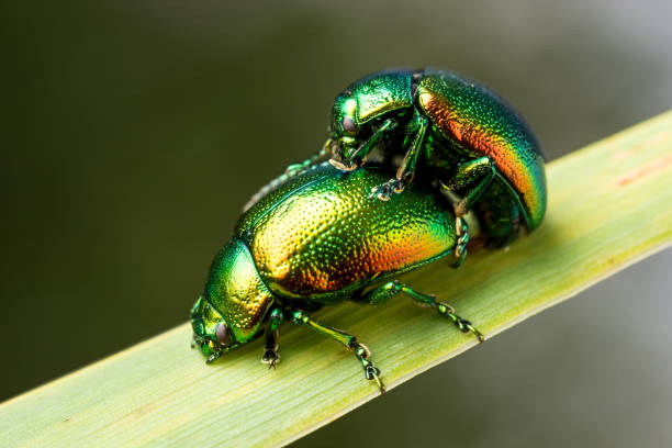 Cetonia aurata. Green-golden beetle on a leaf of grass. Close-up. stock photo