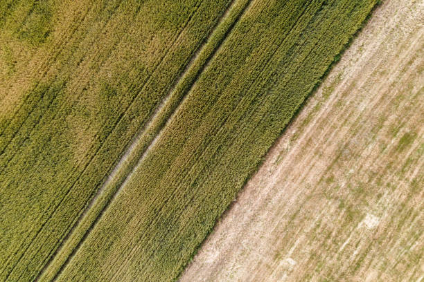 istock Aerial view of a green wheat field 1250717822