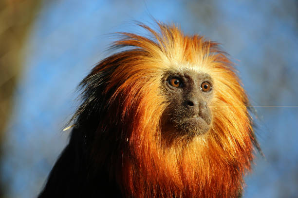 Golden Lion Tamarin (Leontopithecus rosalia) looking directly into camera, with a dark green background