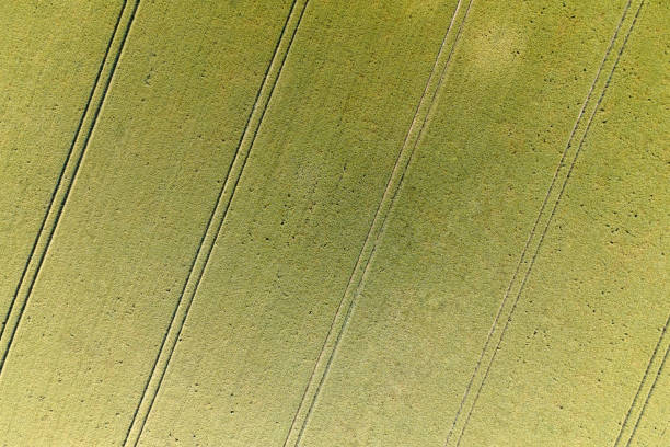 istock aerial view of a stripped green wheat field 1250718936