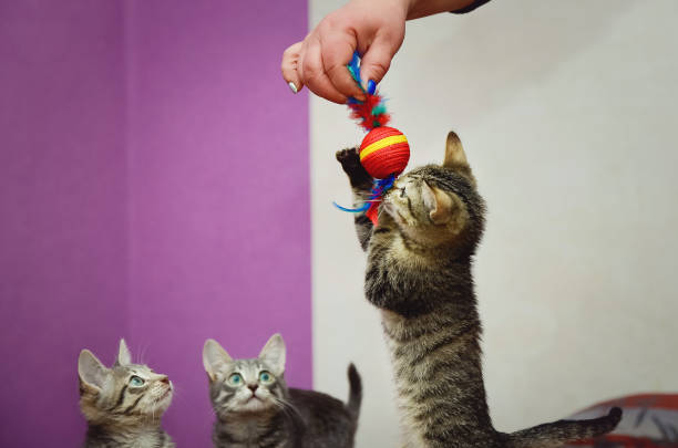 istock Cute home kitten playing with toys. 1250721264