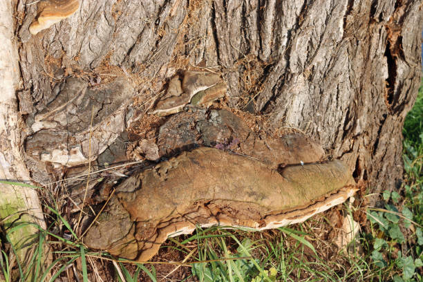 istock Bracket fungus growing out of tree 1250722295