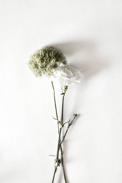 istock Floral Sweet William Green Bud Carnation 1250722327