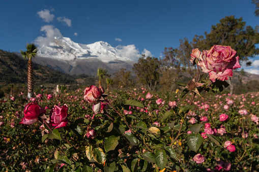 Roses growing at the entrance to the city of Yungay with the snowy Huascaran in the background.