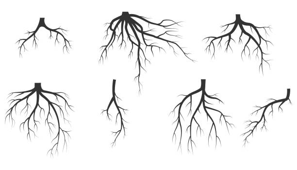 ilustrações, clipart, desenhos animados e ícones de teia - people silhouette aging process tree