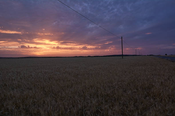 istock Wheat fields bathed in the sun before harvest 1250723484