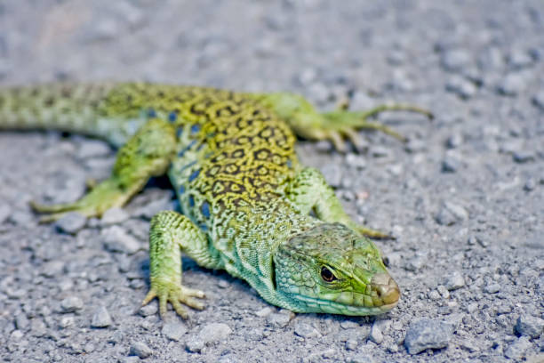 Eyed Lizard also known as Ocellated Lizard or Jeweled Lizard, Timon lepidus is listed on the IUCN Red List as Threatened, Caceres, Extremadura, Spain.