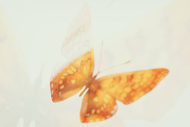 istock beautiful orange butterfly. breed Euphydryas aurinia. isolated on white background 1250725710