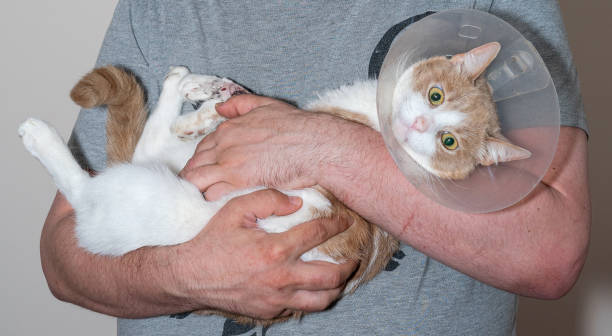 Cat after surgery on the arms of a man. Sick cat stock photo