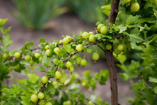 grosellas insógras - gooseberry fruit bush green fotografías e imágenes de stock