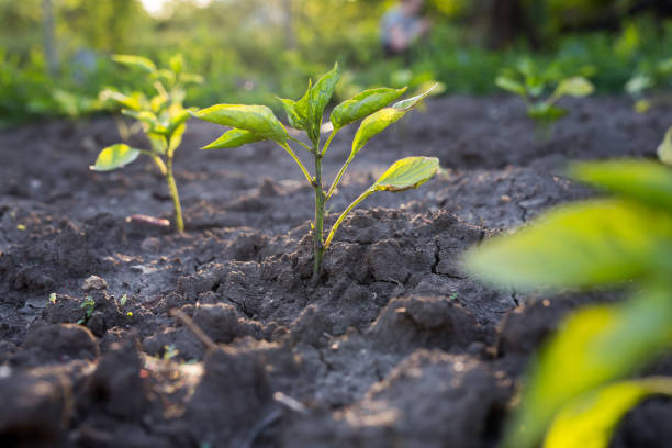 istock Green plants growing in dry soil 1250726724