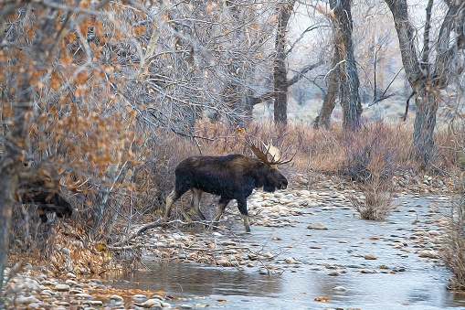 Bull moose crossing stream