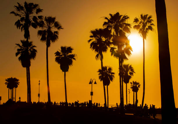 istock Los Angeles Beach and Surfing 1250728356