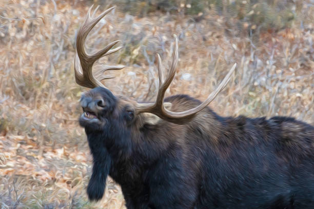 istock Bull moose sniffs the air in mating season 1250729803