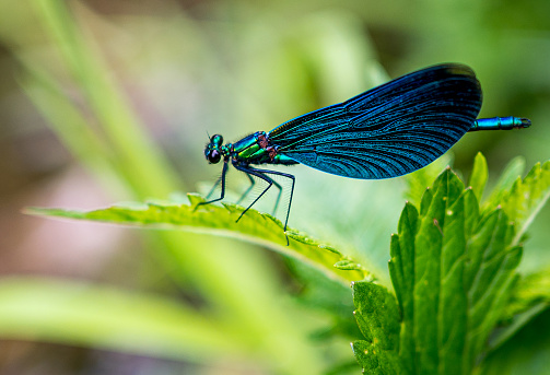 Dragonfly on the leaf in nature