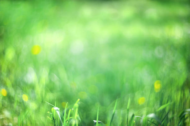istock Green blurred background. Abstract wallpaper background. Grass background 1250730250