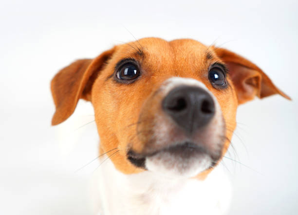 istock Jack russell terrier dog portrait closeup 1250731128