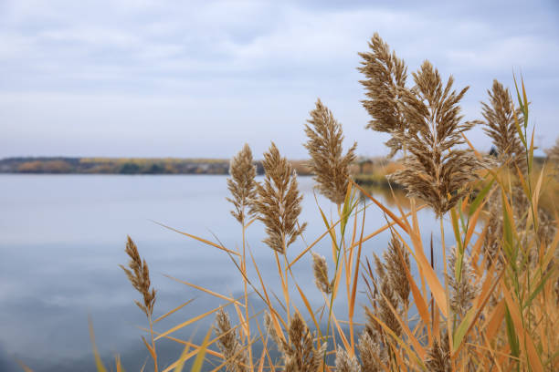 istock wild grasses in the beach 1250731494