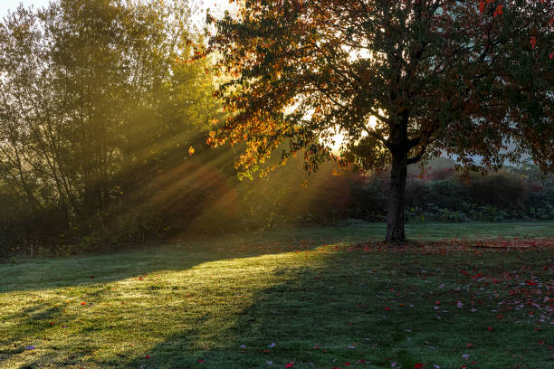istock Autumn colored maple leaf at Vancouver with Fog and sunlight - Back Lit 1250732313