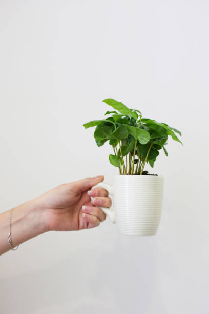 istock Female hand holds a white cup with green plant on a white background 1250732540