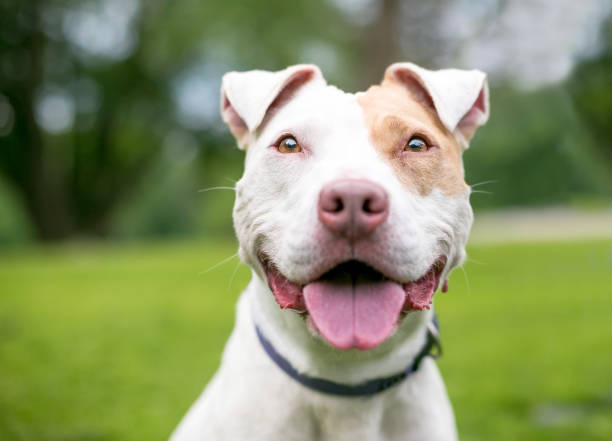 istock A happy red and white Pit Bull Terrier mixed breed dog with floppy ears 1250734143
