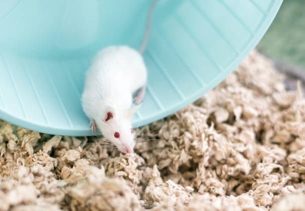 istock A small white domesticated pet mouse with red eyes on an exercise wheel 1250734162